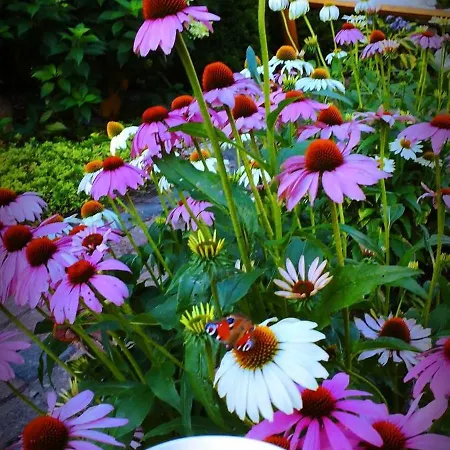 Διαμέρισμα U Lusi Rytel